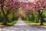 Fototapeta Tulipany - Frühling, Kirschblüte, Allee, Kirschbäume