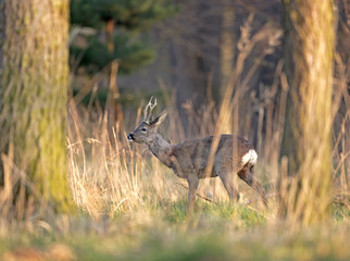 Sticker - European roe deer, capreolus capreolus, European nature, Czech wildlife