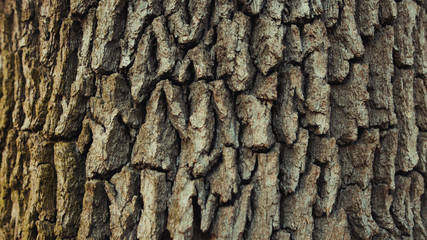 Close-up old pine tree trunk with brown bark in the forest. Sun breaks through trees shining and warming up nature in early spring.