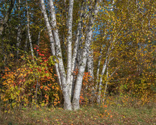 A Clump Of Birch With White Bark And Yellow Birch Leaves Amid Orange And Red Maple Leaves On A Sunny Autumn Day In Northern Minnesota In The USA.