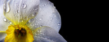 Spring Flowers. Daffodil Flower In Drops Of Water Close Up. Copy Space