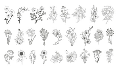 vector set flowers illustration. 28 elements with botanical flowers outline with leaves in black iso