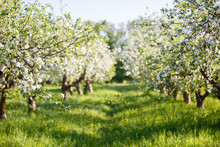 Apple Orchard With Blooming Apple Trees. Apple Garden In Sunny Spring Day. Countryside At Spring Season. Spring Apple Garden Blossom Background