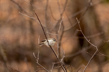 Canvas Print - Golden - crowned Kinglet in spring forest.The golden-crowned kinglet is a very small american songbird