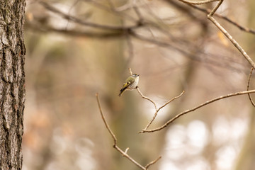 Wall Mural - Golden - crowned Kinglet in spring forest.The golden-crowned kinglet is a very small american songbird