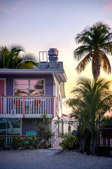 palm trees at sunset