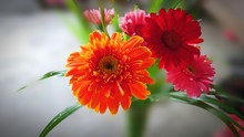 Close-up Of Orange Flowers Blooming Outdoors