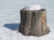 Close-up Of Snow On Tree Stump
