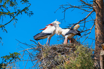 two storks perform  their mating dance in their nest au