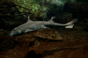 Wall Mural - Horn shark (Heterodontus francisci).