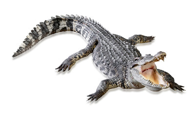 crocodile isolated on white background ,include clipping path