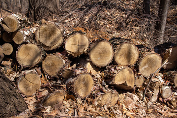 Wall Mural - Texture background view of a stack of fresh cut firewood logs setting in a woodland ravine area