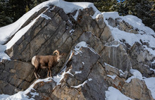 Bighorn Sheep Ram In Jasper Canada 