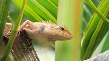 Close-up Of Bearded Dragon On Tree