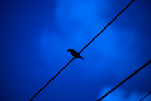 One Sparrows Bird On Power Lines.