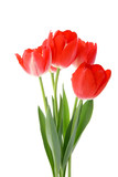 Fototapeta Tulipany - red tulips on a white background. seasonal floral concept