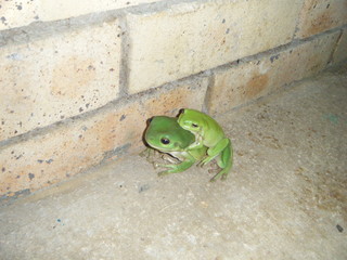 frogs