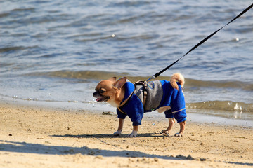 A small red dog in blue overalls walks along the beach on a leash. Walking, dog training, dog clothes