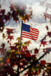 © sweeksco - American flag among autumn leaves