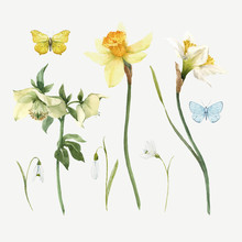 Beautiful Vector Watercolor Floral Set With Gentle Hellebore And Daffodil Flowers. Stock Illustration.