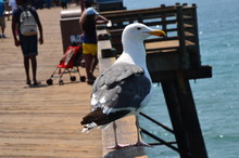 Close-up Of Seagull Perching Over Railing By Sea