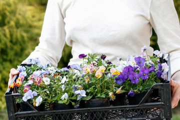 Woman is holding pansy flowers.