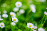 Fototapeta Tulipany - Close up of Daisy Background, wild chamomile, meadow, little white wildflowers. daisy flowers in green gras