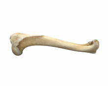 3D Render Of Animal Leg Bone Isolated On White