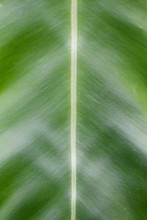 Bird's-nest Fern Leaf Closeup