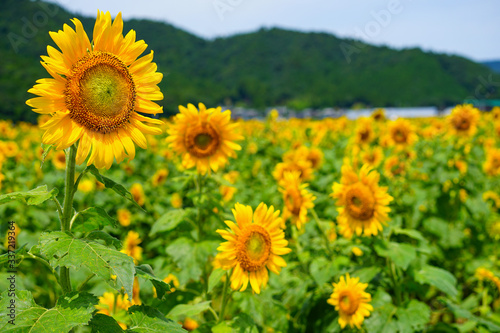 福井県小浜市の 若狭小浜 恵のひまわり畑 Foto De Stock Adobe Stock 福井県小浜市の 若狭小浜 恵のひまわり畑 Foto De Stock Adobe Stock