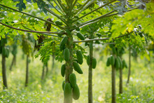 Papayas Growing On Pawpaw Tree