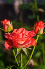 Orange Rose  In The Garden Close Up, Rose