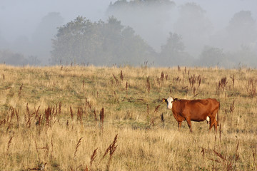 Wall Mural - Danish cows in the fog over sjælsø and Eskemose