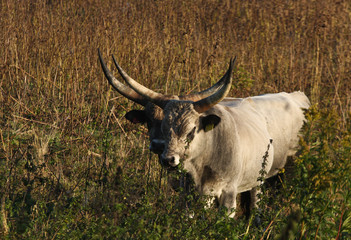 Wall Mural - Danish cows in the fog over sjælsø and Eskemose