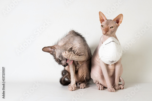 Fotomural Wear mask and wash hands cats