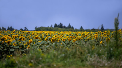 Wall Mural - sunflower field with blue sky