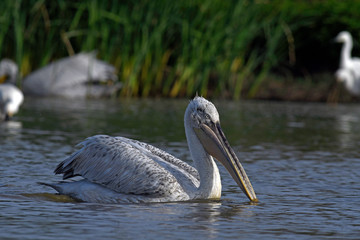 Poster - Dalmatian pelican / Krauskopfpelikan (Pelecanus crispus) - Greece / Griechenland