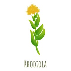 Poster - Rhodiola rosea icon. Cartoon of rhodiola rosea vector icon for web design isolated on white background