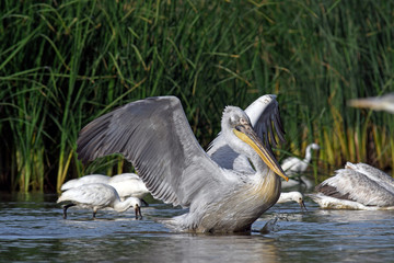 Wall Mural - Dalmatian pelican / Krauskopfpelikan (Pelecanus crispus) - Greece / Griechenland