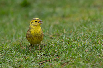 Wall Mural - Taken at ground level, this male yellowhammer, Emberiza citrinella, is search for food. It is a close up natural study and shows the bird in usual surrounding with copy space.