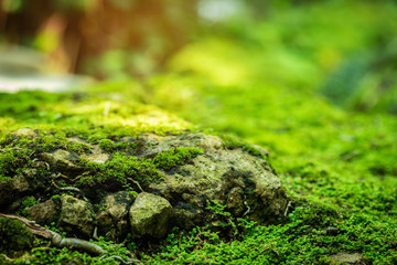 Wall Mural - Beautiful Bright Green moss grown up cover the rough stones and on the floor in the forest. Show with macro view. Rocks full of the moss texture in nature for wallpaper.