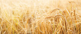 Fototapeta Tulipany - Barley field. Beards of golden barley close up. Beautiful rural landscape. Background of ripening ears of meadow barley field. Rich harvest concept