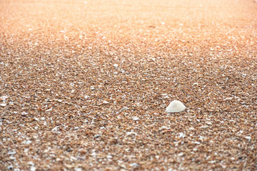 Close-up of   texture sand and sea shells on the beach, sea background