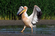 Great white pelican / Rosapelikan (Pelecanus onocrotalus) - Greece / Griechenland