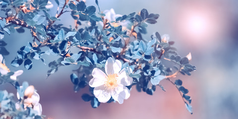 Wall Mural - beautiful spring, blooming rose bush in the sunlight on a colored background. flowering rose hips. s