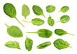 bazylia na białym tle biały liść tło świeży zioło zielony przyprawa organiczny szczyt widok ponad składnika jedzenie zdrowy roślina liść ziołowy zbliżenie surowy eteryczny naturalny wegetariańska natu