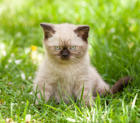 Wall Mural - Little seal point kitten lying in a grass in the summer garden