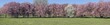 rząd kwitnących drzew na wiosnę, różowe i białe kwiaty na drzewach, wiosenna panorama w parku