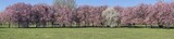 Fototapeta Tęcza - rząd kwitnących drzew na wiosnę, różowe i białe kwiaty na drzewach, wiosenna panorama w parku