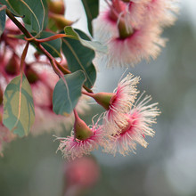 Close Up Of A Bunch Of Pink And White Blossoms And Buds Of The Australian Native Corymbia Fairy Floss, Family Myrtaceae. Cultivar Of Corymbia Ficifolia Which Is Endemic To Western Australia